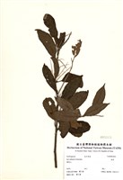 藏品(鼠刺)的圖片